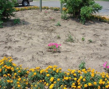 What is the best fertilizer for petunias?